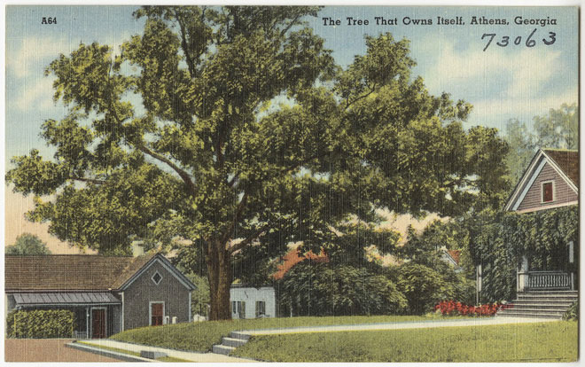 Picture 4 of In America there is an oak tree