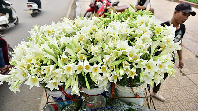 Picture 1 of In April, a pure lilies went down to Hanoi street