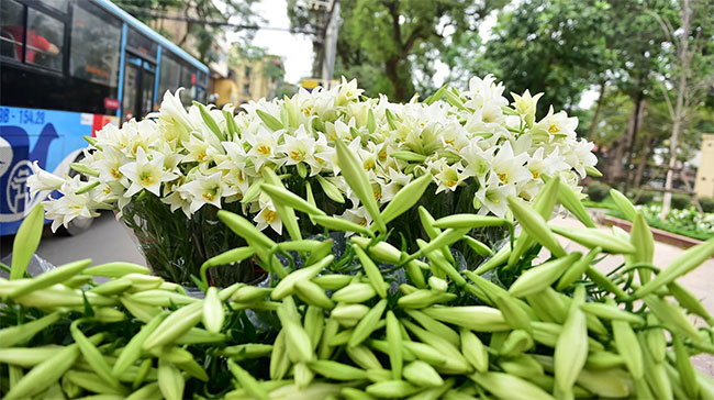 Picture 3 of In April, a pure lilies went down to Hanoi street
