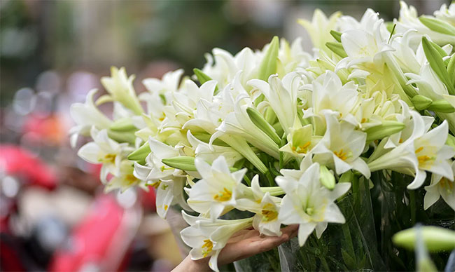 Picture 4 of In April, a pure lilies went down to Hanoi street