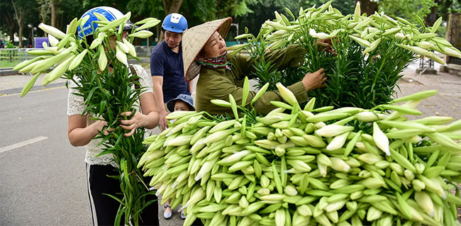 Picture 8 of In April, a pure lilies went down to Hanoi street