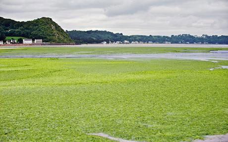 Picture 1 of In just a few years, cars will run on seaweed