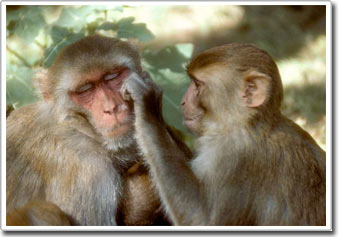 Picture 2 of In most species, fidelity is just a fantasy