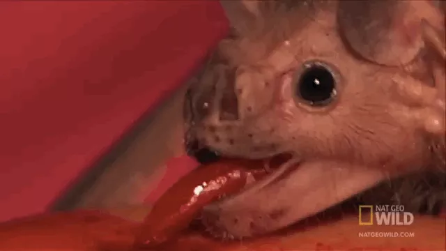 Picture 3 of In Peru there is a species of bat