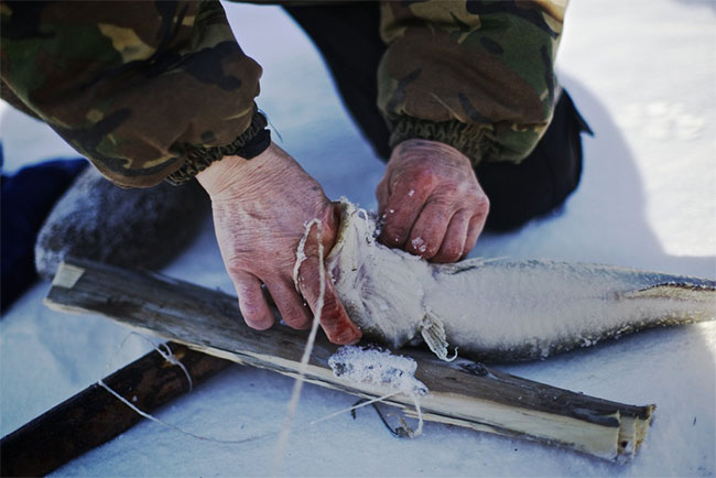 Picture 8 of In the coldest place in the world, everything is frozen, what do people eat?