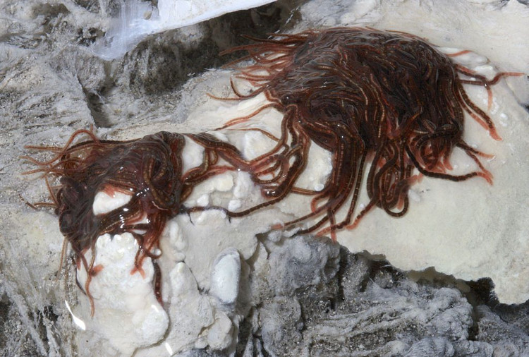 Picture 3 of In this horror cave there is a creature that stunned scientists