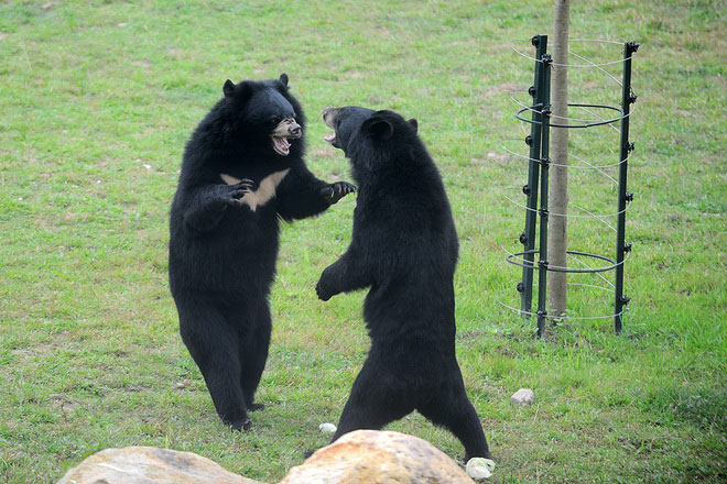 Picture 10 of Inauguration of four areas for semi-natural bears