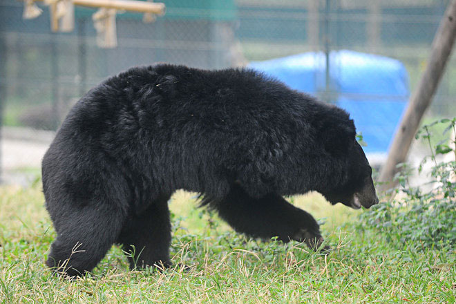 Picture 7 of Inauguration of four areas for semi-natural bears