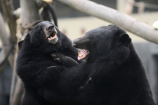 Picture 9 of Inauguration of four areas for semi-natural bears