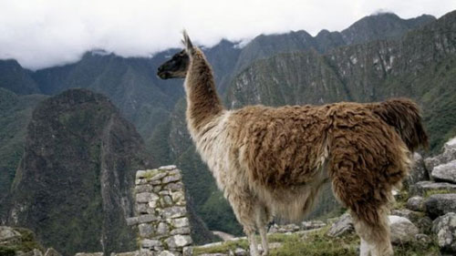 Picture 2 of Inca civilization is formed from ... camel feces