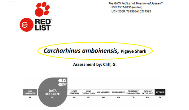 Picture 2 of Incidentally: The caught shark in Quang Ninh is listed in Red Book