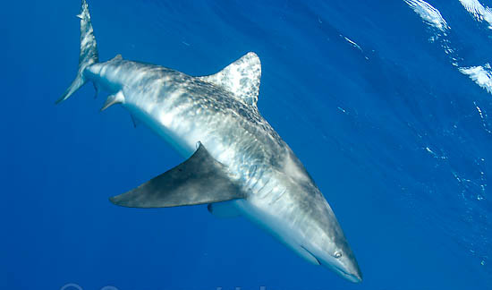 Picture 4 of Incidentally: The caught shark in Quang Ninh is listed in Red Book
