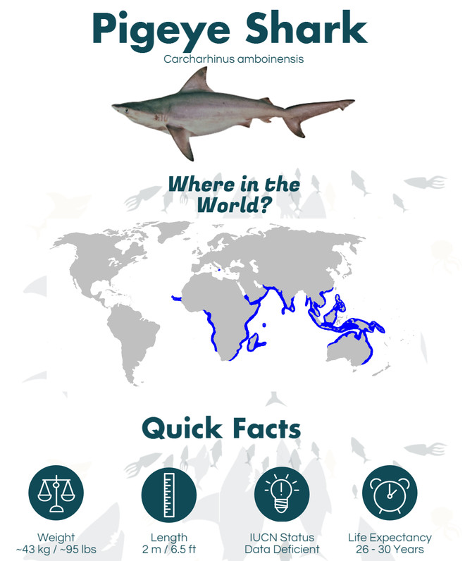 Picture 6 of Incidentally: The caught shark in Quang Ninh is listed in Red Book
