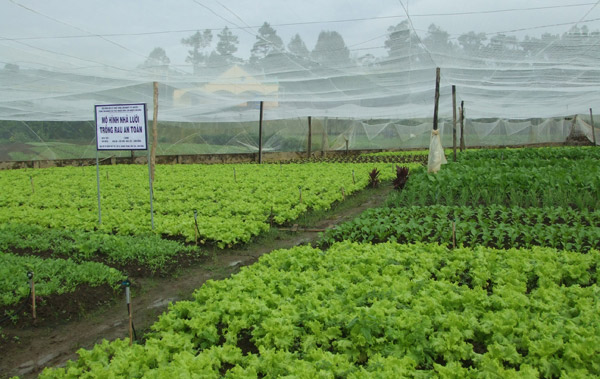Picture 2 of Increase productivity of green vegetables and clean with insects