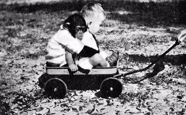 Picture 5 of Incredible experiments accidentally turn babies into 'chimpanzees'