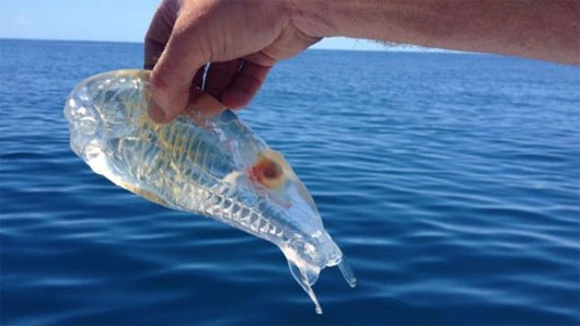 Picture 1 of Incredibly unique alien creatures