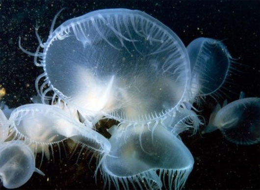 Picture 10 of Incredibly unique alien creatures