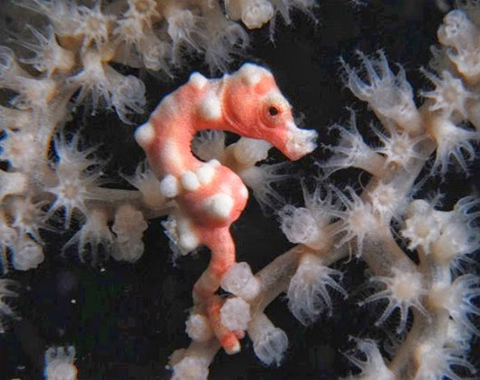 Picture 11 of Incredibly unique alien creatures