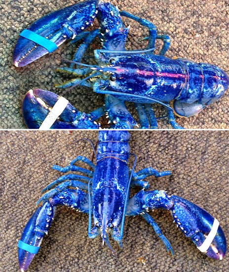Picture 13 of Incredibly unique alien creatures