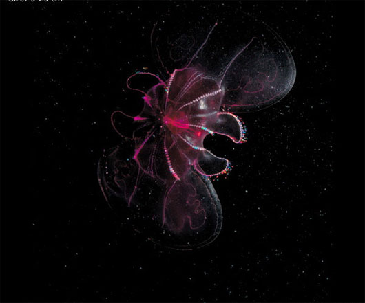 Picture 14 of Incredibly unique alien creatures