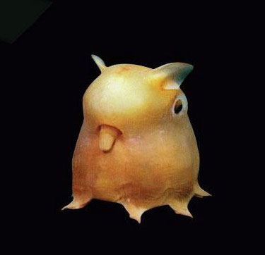 Picture 16 of Incredibly unique alien creatures