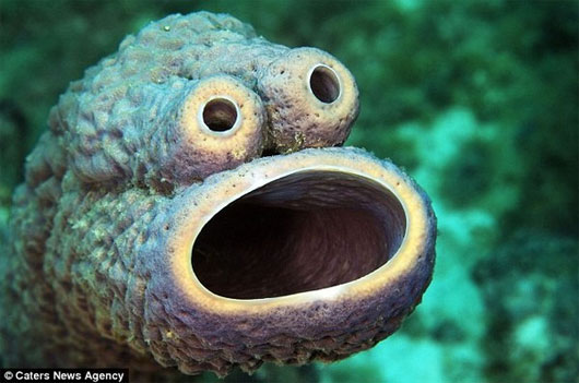 Picture 2 of Incredibly unique alien creatures