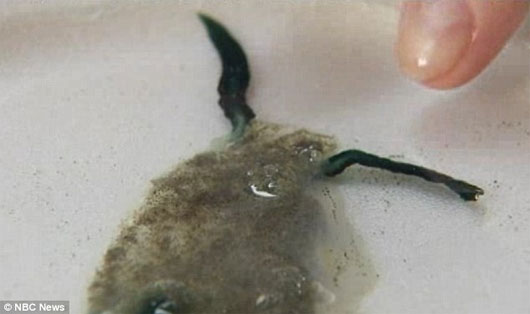 Picture 3 of Incredibly unique alien creatures