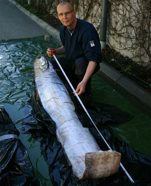 Picture 4 of Incredibly unique alien creatures