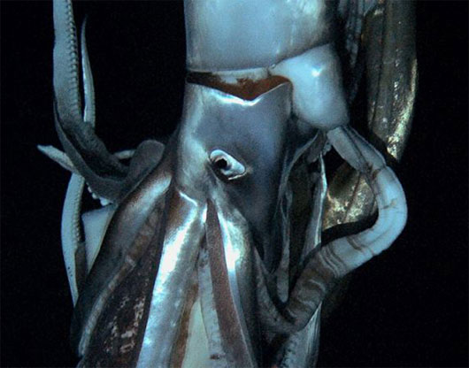 Picture 5 of Incredibly unique alien creatures