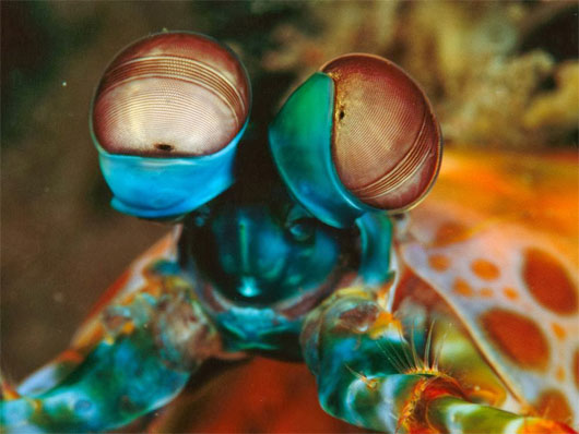 Picture 7 of Incredibly unique alien creatures
