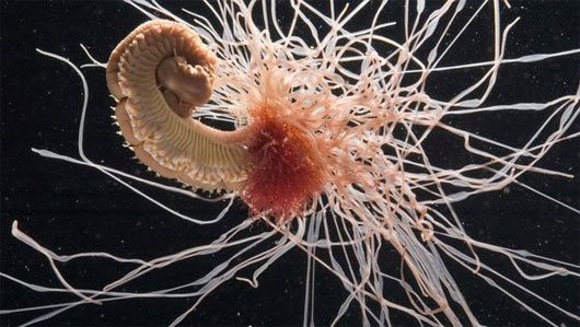 Picture 8 of Incredibly unique alien creatures