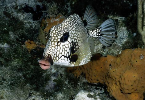 Picture 9 of Incredibly unique alien creatures