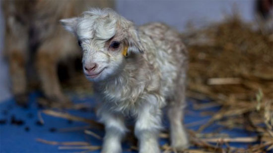 Picture 1 of India: Cloned goats for rare wool
