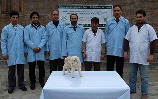Picture 2 of India: Cloned goats for rare wool