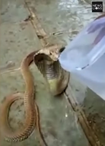 Picture 1 of India: Cobra is desperate for thirst, seeking villagers to ask for drinking water