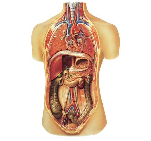 Picture 1 of India developed a new method of creating organs