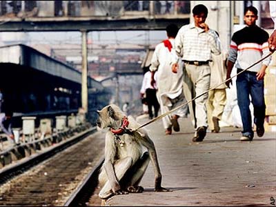 Picture 2 of India: Sterilization for monkeys