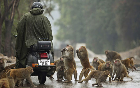 Picture 1 of India: Sterilizing monkeys disturbed the city