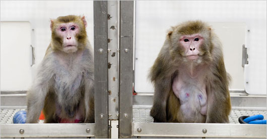 Picture 2 of India: Sterilizing monkeys disturbed the city