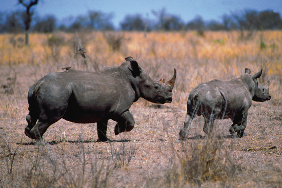 Picture 1 of Indian rhinos are killed at breakneck speed