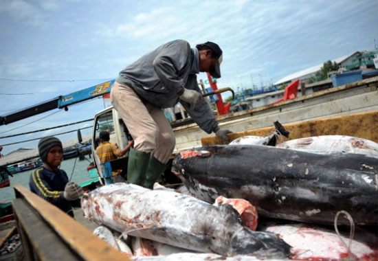 Picture 1 of Indonesia and India kill the most sharks in the world