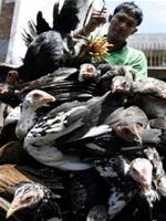 Picture 1 of Indonesia and WHO are tense around the avian flu vaccine