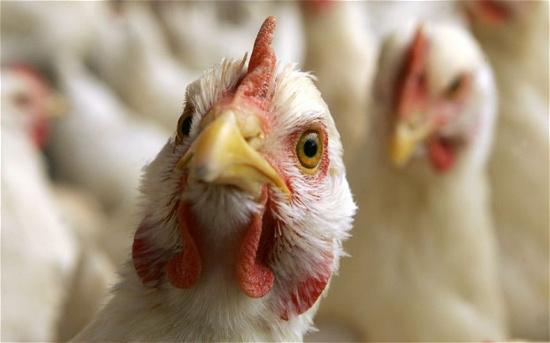 Picture 1 of Indonesia discovered new strains of H5N1 influenza virus