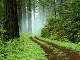 Picture 1 of Indonesia planted millions of hectares of forests to reduce emissions