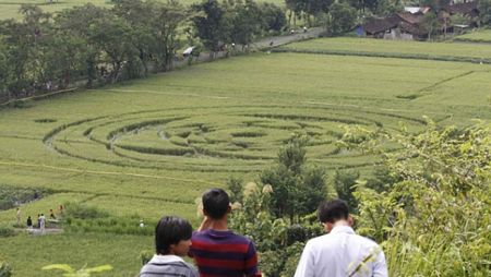 Picture 4 of Indonesia roared because the mysterious circle appeared in the field