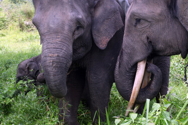 Picture 1 of Indonesia: Three Sumarta elephants died of poisoning