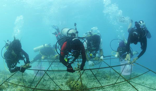 Picture 1 of Indonesia uses coral rock to protect corals
