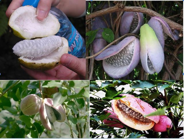 Picture 5 of Infatuated 4 incredible 'wild' results but also super delicious and most nutritious in the world