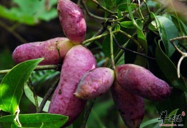 Picture 7 of Infatuated 4 incredible 'wild' results but also super delicious and most nutritious in the world