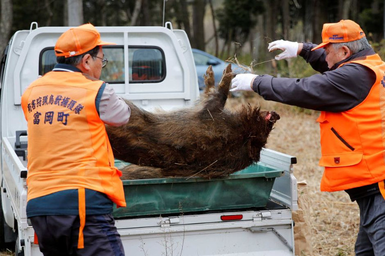 Picture 7 of Infected wild boar flooded Fukushima street